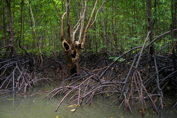 Mangroves in dark water at low tide — Stock Photo, Image