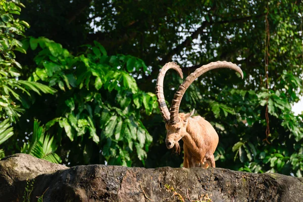 Un animale caprino maschio con grandi corna — Foto Stock