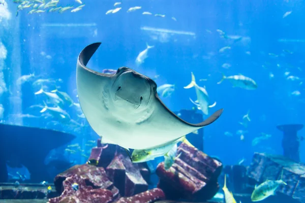 Manta ray představuje pro portrét na veřejné akvárium — Stock fotografie