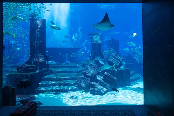 Atlantis tématikou veřejné akvárium displej s realistické město zřícenina — Stock fotografie