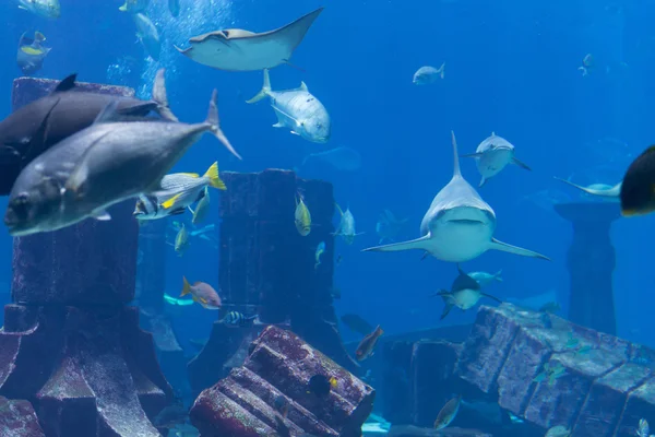 Tiburones, rayas y otros peces grandes en un acuario público — Foto de Stock
