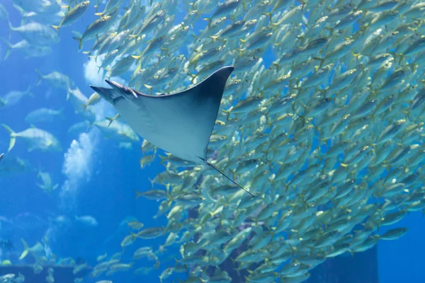 Eagle ray a sardinky na veřejné akvárium — Stock fotografie