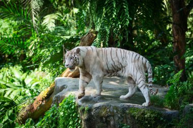 Yeşil tropikal ormanda beyaz kaplan