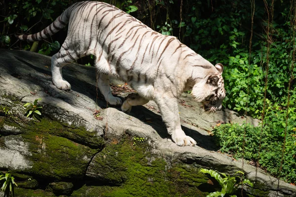 Weißer Tiger im grünen Tropenwald — Stockfoto