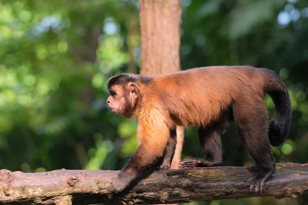 Kahverengi capuchin — Stok fotoğraf
