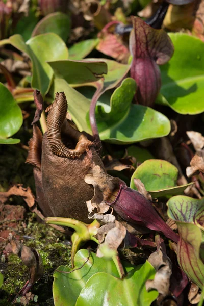 Predatory Pitcher Plant Growing in a Public Greenhouse — Stock Photo, Image