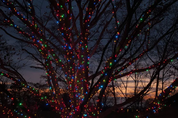 Noel dekorasyon ağaçlarda