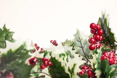 beyaz zemin üzerine Avrupa holly