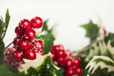beyaz zemin üzerine Avrupa holly