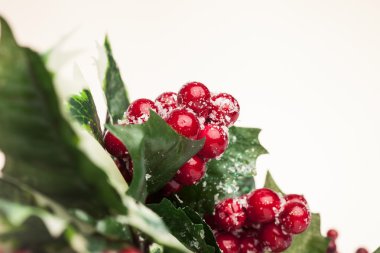 beyaz zemin üzerine Avrupa holly