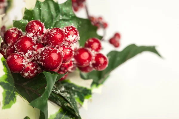 Evropská holly na bílém pozadí — Stock fotografie