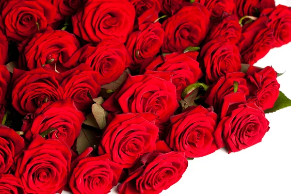 Molte rose rosse in DOF poco profondo — Foto Stock