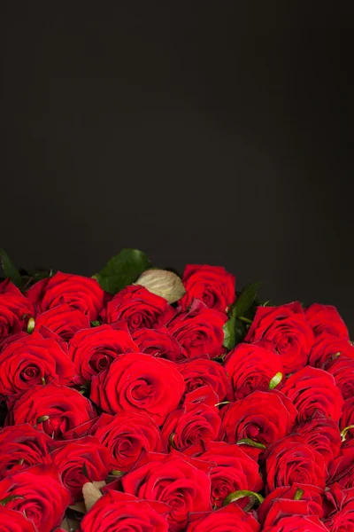 Molte rose rosse in DOF poco profondo — Foto Stock