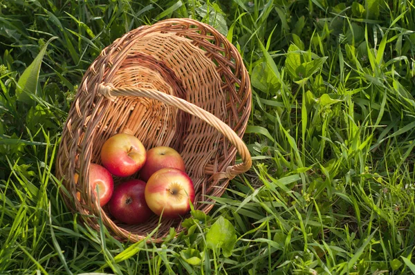 Äpplen — Stockfoto