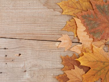 Sonbahar Yaprakları