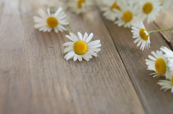 Chamomile — Stock Photo, Image