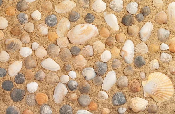 Conchas molhadas na praia ensolarada — Fotografia de Stock