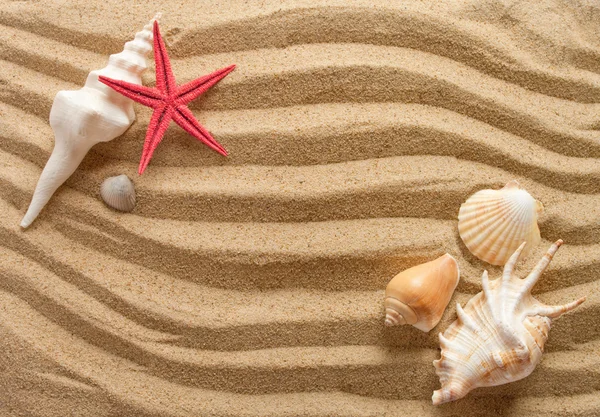 Conchas e estrelas-do-mar — Fotografia de Stock