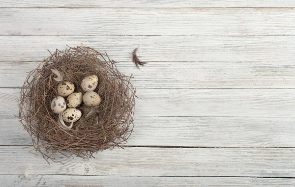 Ägg i boet — Stockfoto