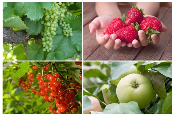 Fruits in the garden — Stock Photo, Image