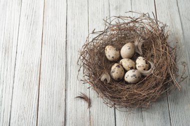 Kuş yumurtaları