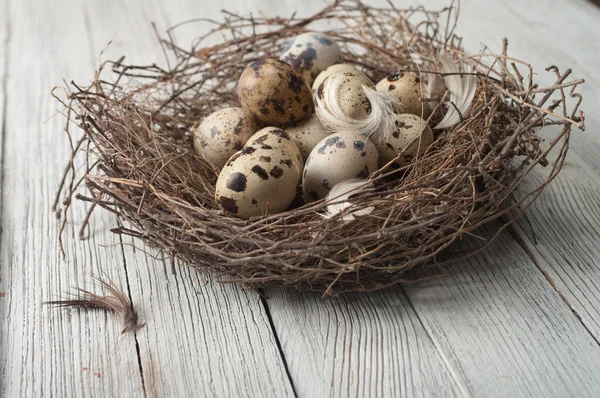 Fåglar ägg — Stockfoto