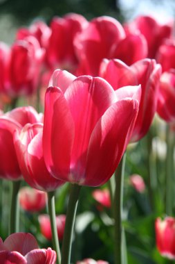 Baharda kırmızı laleler