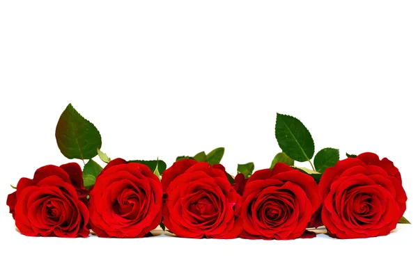 Röda rosor isolerade på vitt Stockbild