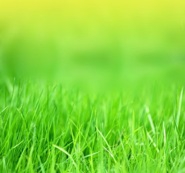 Parlak çim arka plan