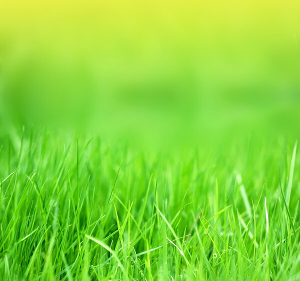 Bright grass background