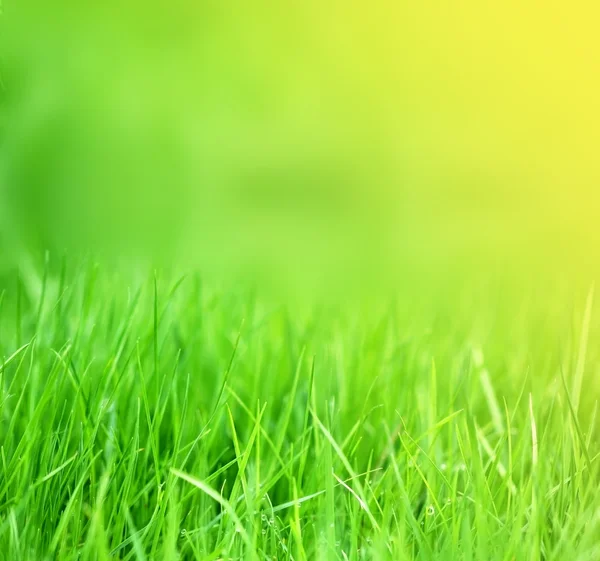 Bright grass background Stock Image