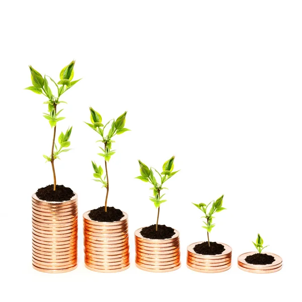 Growing money concept — Stock Photo, Image