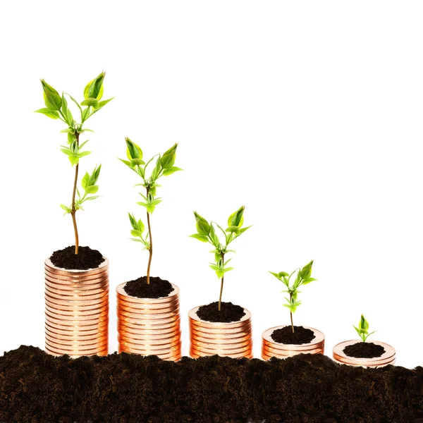 Growing money concept — Stock Photo, Image