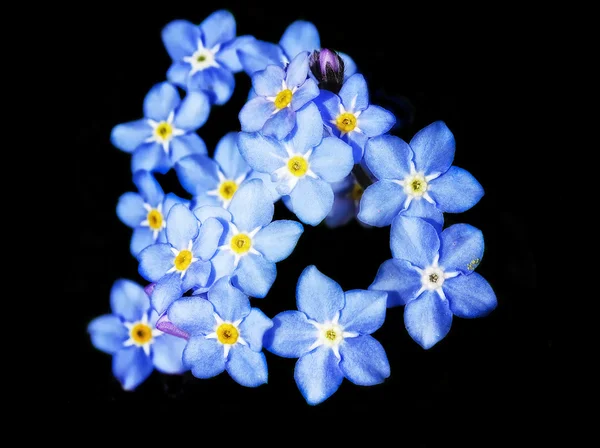 Forget-Me-Nots Royalty Free Stock Obrázky