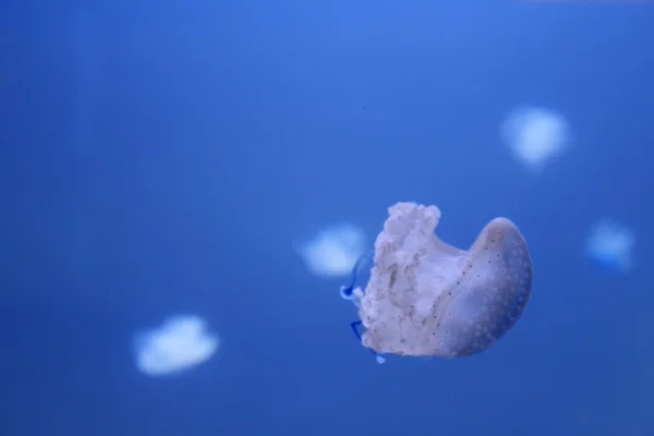 Medusas en el mar — Foto de Stock