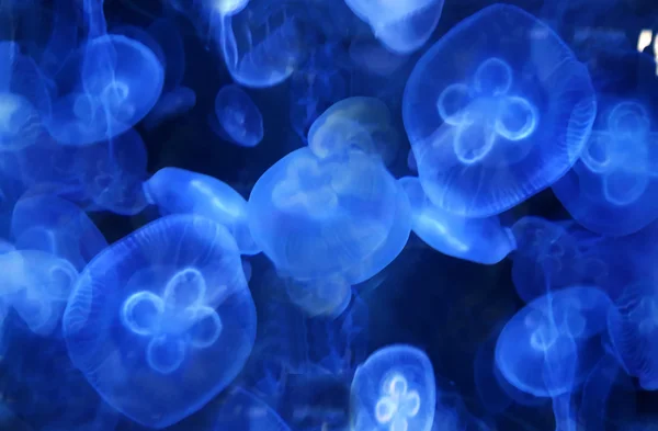 Jellyfish in sea — Stock Photo, Image