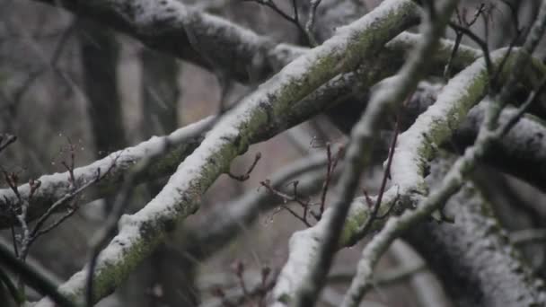 美しい雪 ストック映像