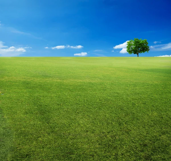 Árbol y cielo azul —  Fotos de Stock