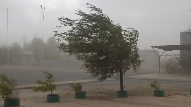 강한 바람과 나무. — 비디오