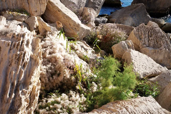 Rocky Shore Caspian Sea Flowers Rocks October 2019 Year Kazakhstan — Stock Photo, Image