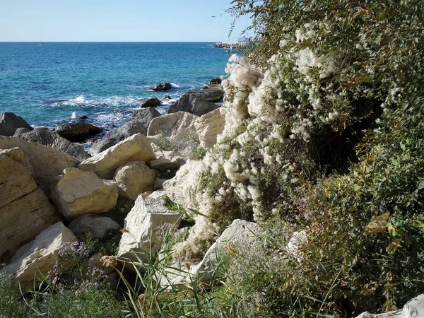 Höstkusten Vid Kaspiska Havet Växt Täckt Med Fluff Stranden Klippig — Stockfoto