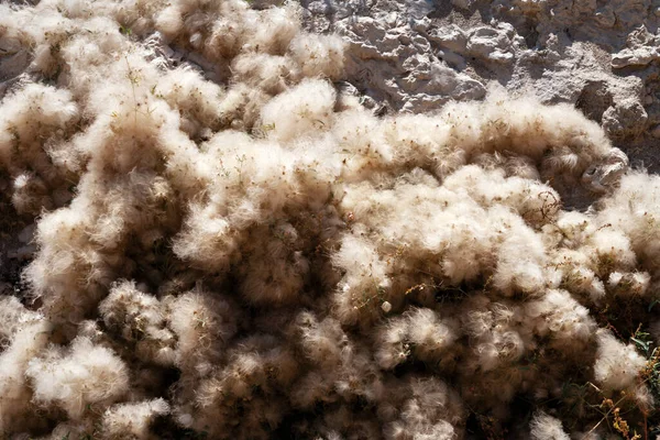 カスピ海の秋の海岸 海岸の綿毛で覆われた植物 岩だらけの海岸 カザフスタン マンギスタウ地方 2019年10月10日 — ストック写真