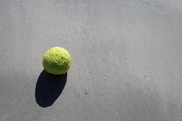 Apel Adam Pantai Berpasir Laut Kaspia — Stok Foto