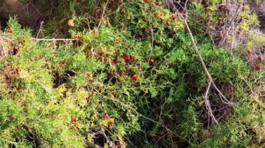 Kıyı kayalıklarında bitki yetiştirmek. Hazar Denizi kıyısında. Malacocarpus crithmifolius nadirdir, Orta Asya 'nın dağlık arazilerindeki bitkileri Pegan ailesinden alırlar. Kazakistan. Mangistau bölgesi.