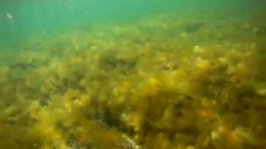 Denize doğru yürü. Hazar Denizi. 18 Ağustos 2020.