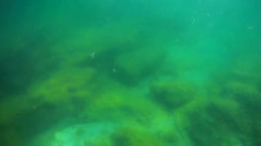 Denize doğru yürü. Hazar Denizi. 18 Ağustos 2020.