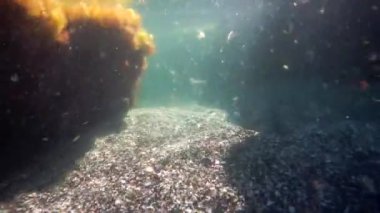 Denize doğru yürü. Hazar Denizi. 18 Ağustos 2020.