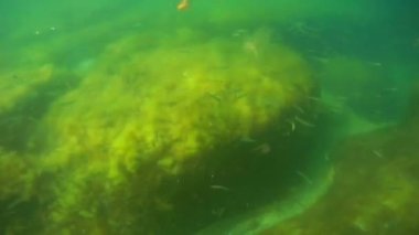 Denize doğru yürü. Hazar Denizi. 18 Ağustos 2020.