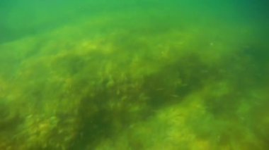 Denize doğru yürü. Hazar Denizi. 18 Ağustos 2020.