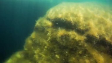 Denize doğru yürü. Hazar Denizi. 05 Eylül 2020.